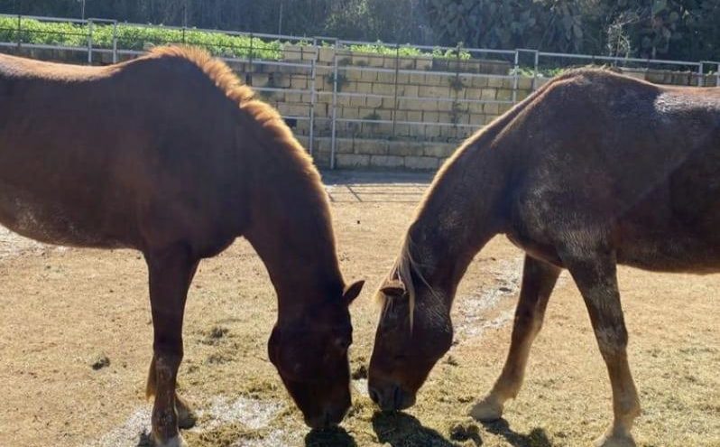 JOACĂ PRAGMATICĂ A DONAT 10.000 EUR CĂTRE FERMA DREAMS OF HORSES DIN GOZO ȘI CĂTRE RMJ HORSES