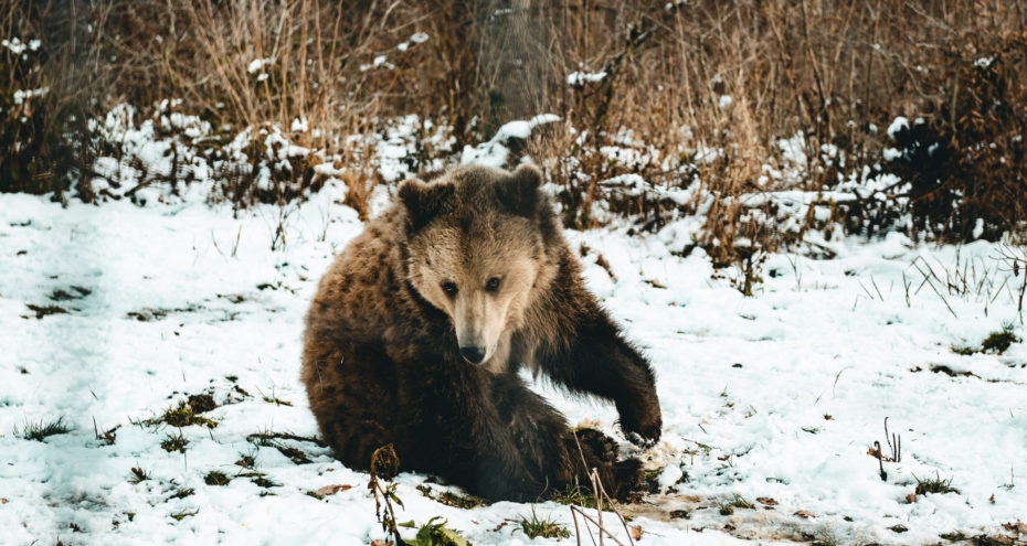 PRAGMATIC PLAY A FAIT DON DE 7000€ AU LIBEARTY BEAR CENTER